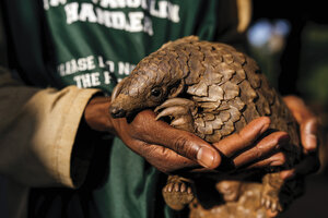 Pangolins are the most-trafficked mammals. Here are their